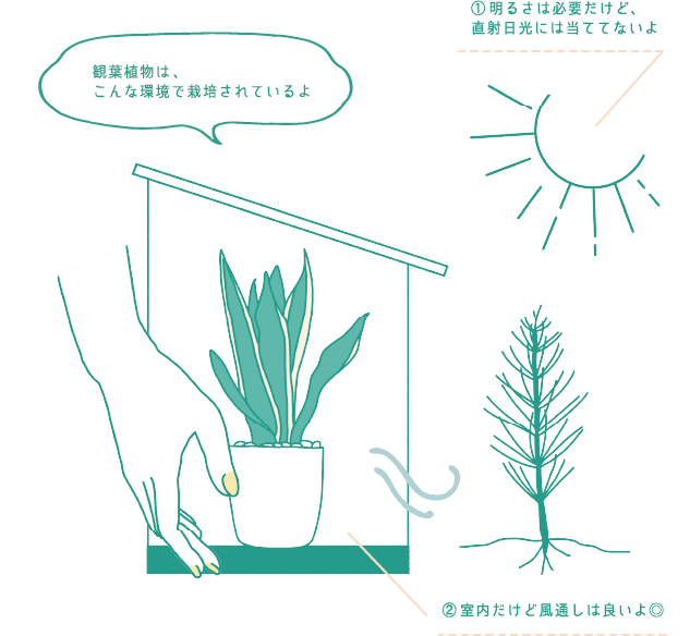 ①明るさは必要だけど、直射日光には当ててないよ　観葉植物は、こんな環境で栽培されているよ　②室内だけど風通しは良いよ◎