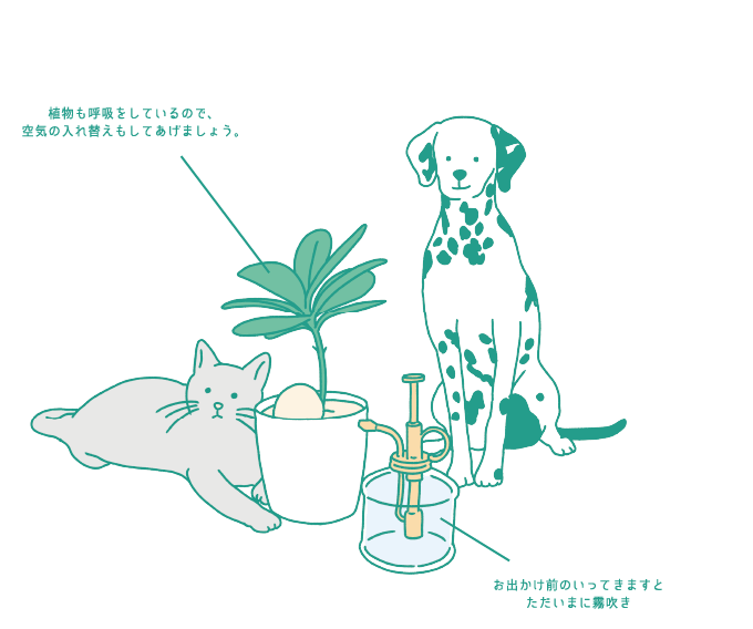 植物も呼吸をしているので、空気の入れ替えもしてあげましょう。　お出かけ前のいってきますとただいまに霧吹き