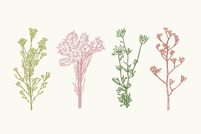 可憐なワイルドフラワーも